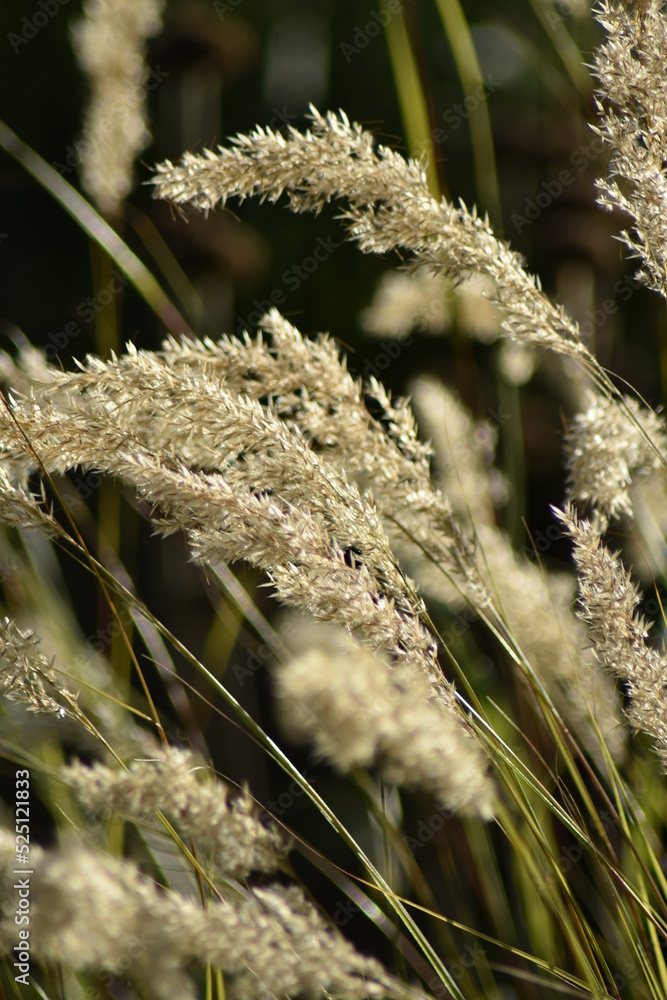 Blumen - Pflanzen - Natur - Grün - Garten Blumen - Pflanzen - Natur - Grün - Garten