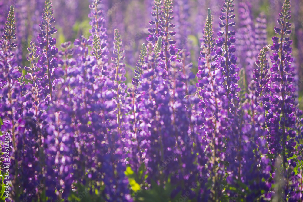 Fototapeta premium Violet lavender field