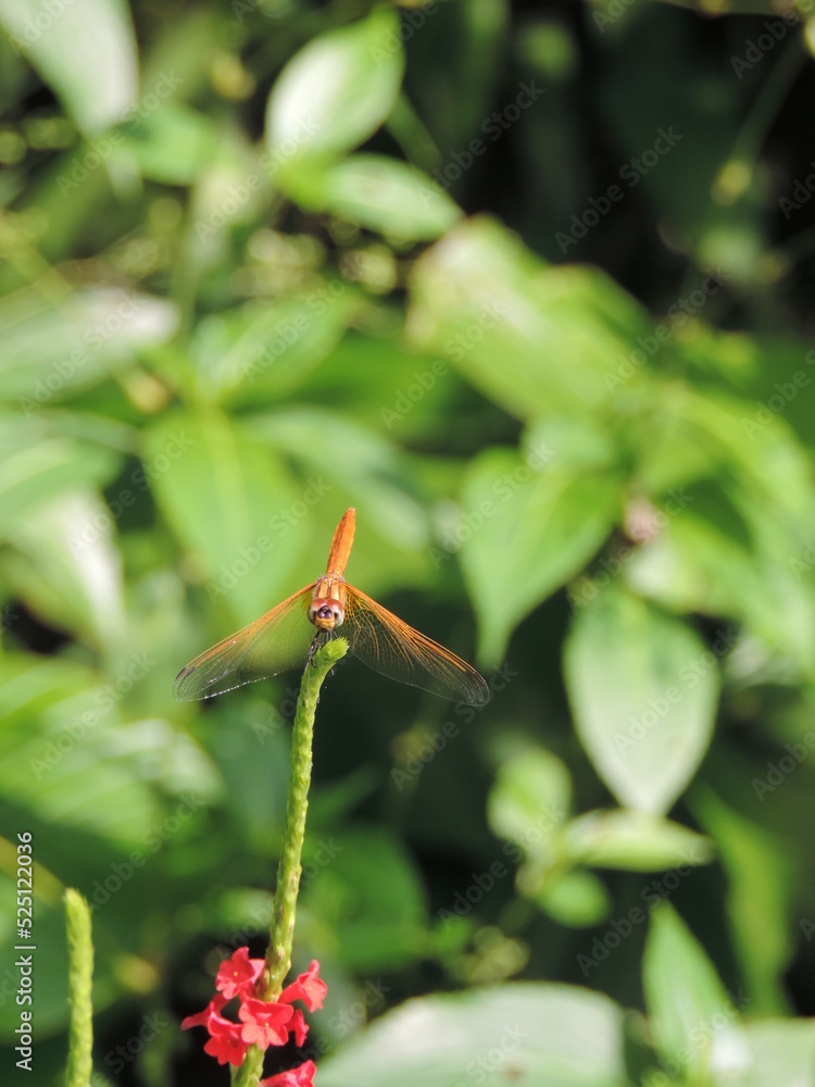 Close-up of dragonfly on stalk, Singapore Botanic Gardens, Singapore Close-up of dragonfly on stalk, Singapore Botanic Gardens, Singapore
