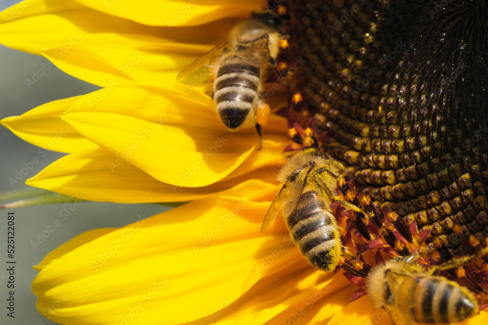 Naklejka premium Honey bees collect nectar