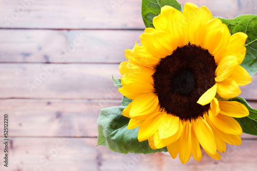 Girasole isolato su fondo di legno. Direttamente sopra. Copia spazio.