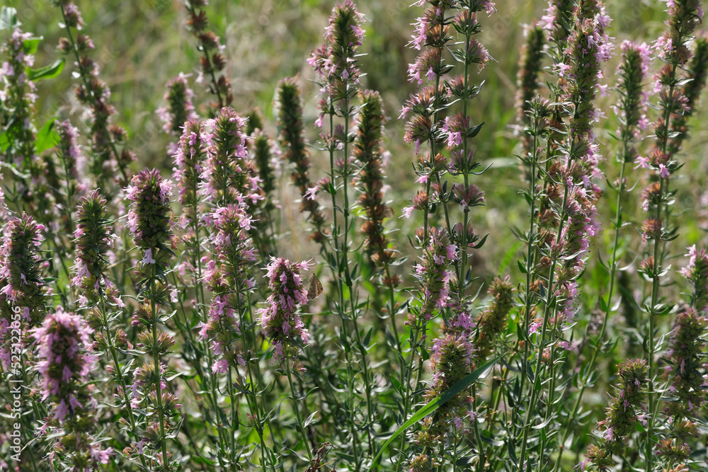 Summer flowers close-up