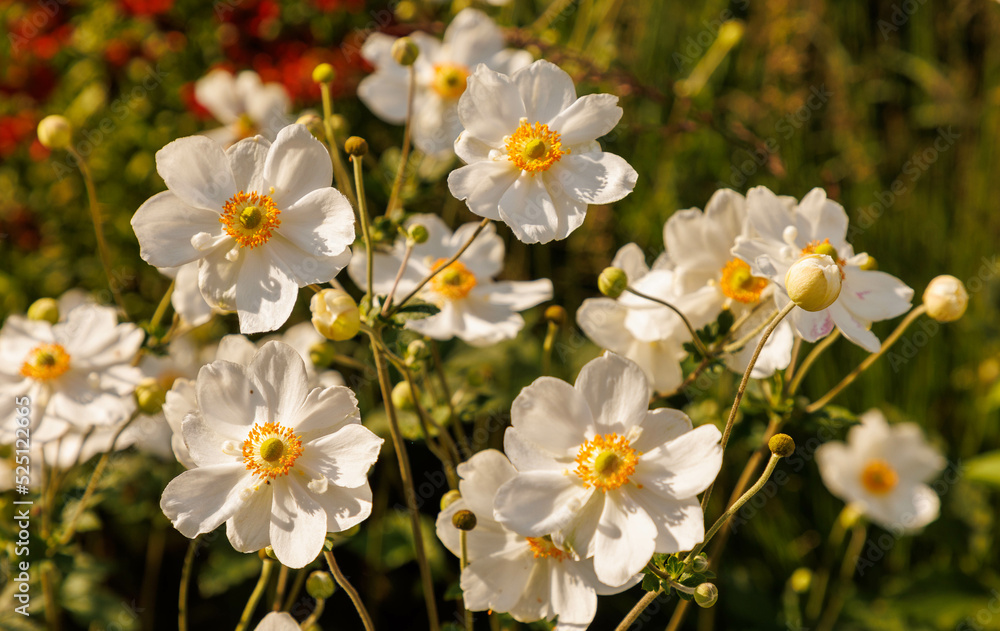 Herbstanemone (Anemone japonica-hybride 'pamina') Herbstanemone (Anemone japonica-hybride 'pamina')