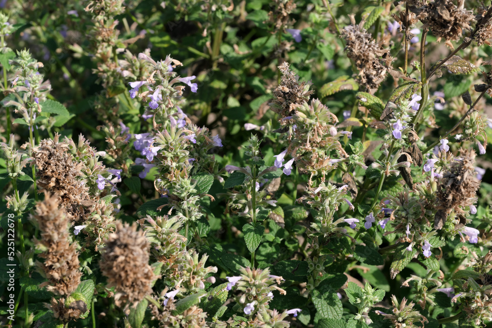 Varietal cultivated sage Varietal cultivated sage