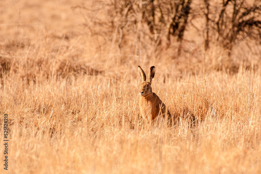 European hare (Lepus europaeus) medium-sized mammal with long ears sits in a field among grasses, viewed on a sunny day.
