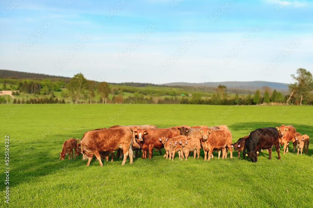 A herd of cows graze on the green grass, brown-colored animals walk across the field on a sunny summer day.