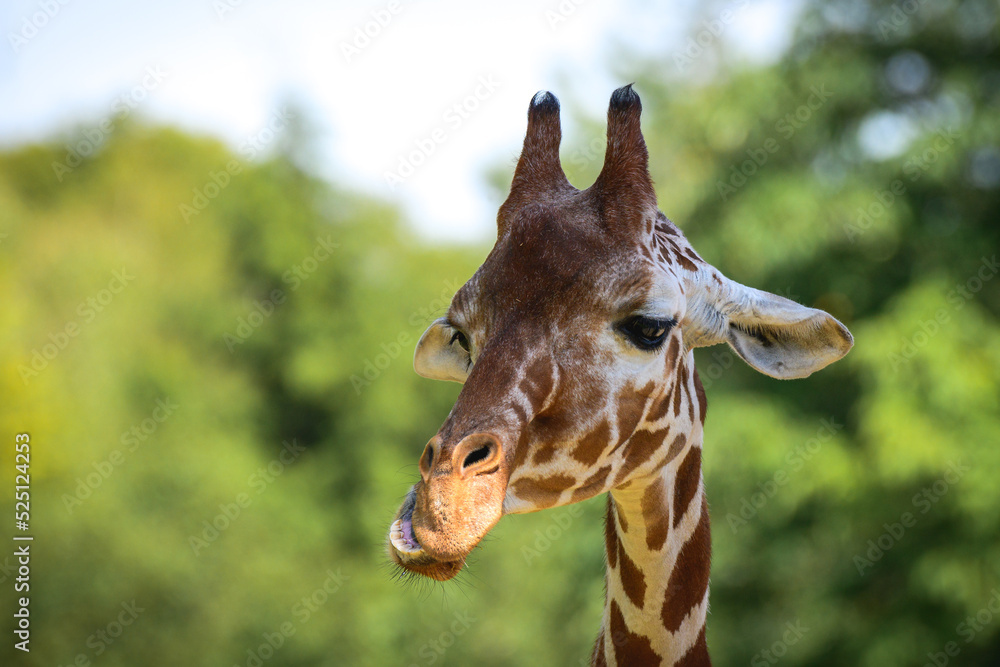Obraz premium The Giraffe, an African cloven-hoofed mammal, is an animal with brown spots. Portrait of a giraffe, the head on a long neck against the backdrop of trees on a sunny day.