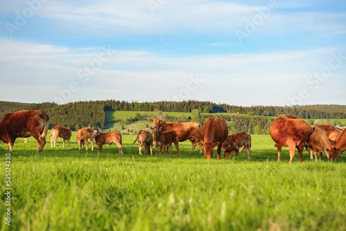 A herd of cows graze on the green grass, brown-colored animals walk across the field on a sunny summer day.