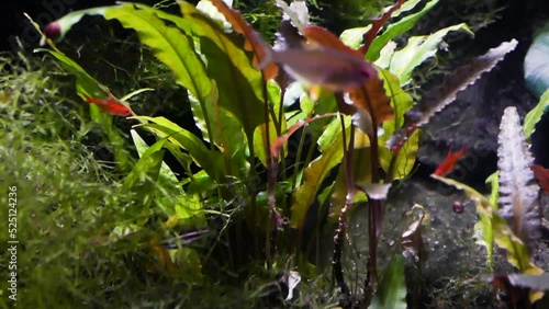 Java moss (Taxiphyllum barbieri) with various types of tropical freshwater plants and ember tetras (Hyphessobrycon amandae) photo