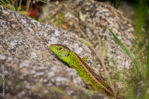 Sand lizard  Lacerta agilis  male with a bright green color. The reptile is basking in the sun on hot stones.