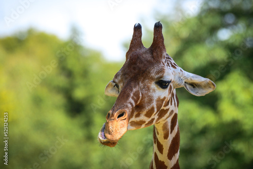 The Giraffe, an African cloven-hoofed mammal, is an animal with brown spots. Portrait of a giraffe, the head on a long neck against the backdrop of trees on a sunny day. © Castigatio