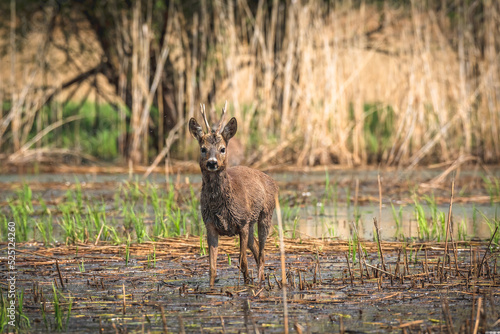 Roe deer - Capreolus capreolus - a male with small antlers and brown wet hair walks through a wetland covered with reeds, sunny day.
