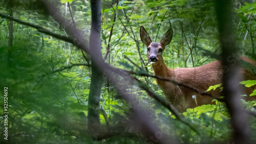 Roe deer, capreolus capreolus, standing in the middle of the woods with low green vegetation. A beautiful strong european buck during rutting season surrounded by the trees. © LDC