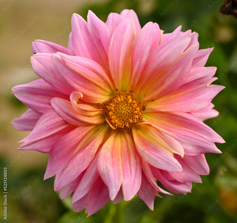 Beautiful close-up of a decorative dahlia Beautiful close-up of a decorative dahlia