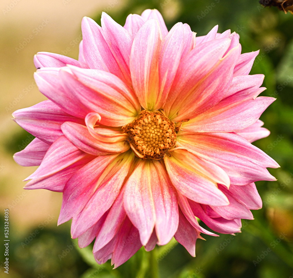 Beautiful close-up of a decorative dahlia Beautiful close-up of a decorative dahlia