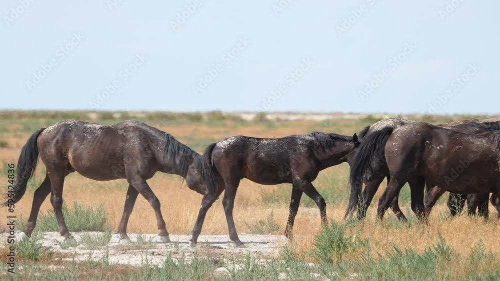 Wild horse herd walking through the Utah West desert on hot sunny day in slow motion. Wild horse herd walking through the Utah West desert on hot sunny day in slow motion.