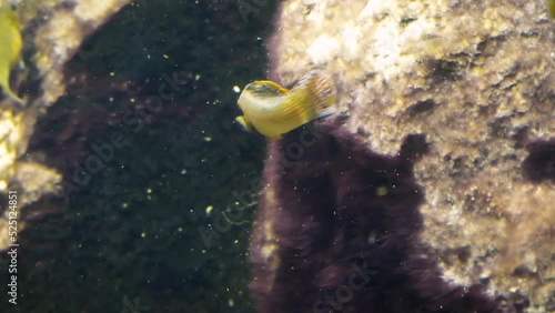 Male Yucatan molly (Poecilia velifera) or sailfin molly eating algae photo