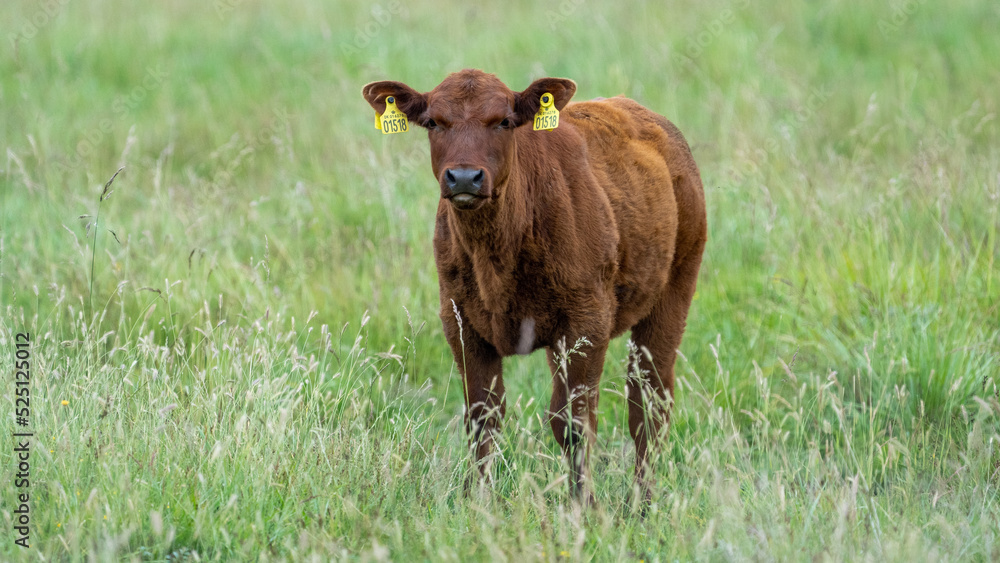 Brown beautifull cow on a field Brown beautifull cow on a field