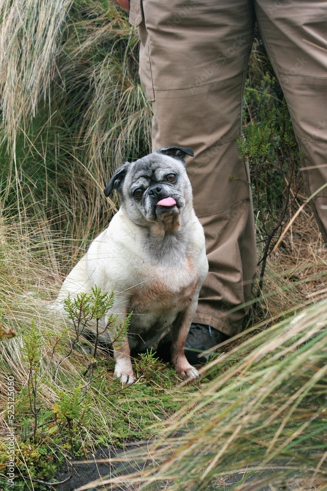 Obraz premium Fawn Pug in the tall grass