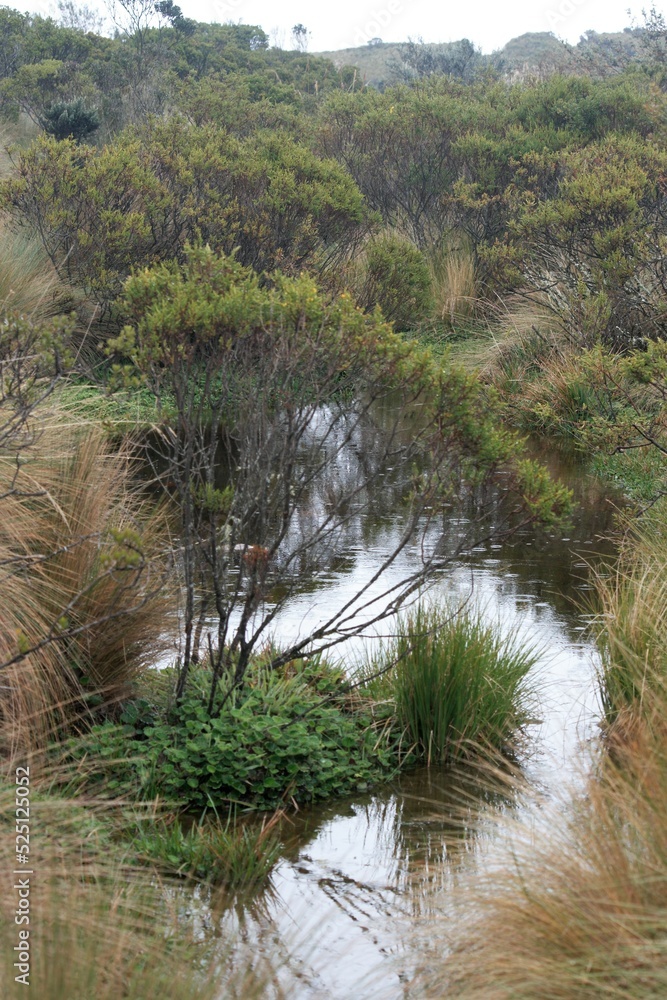 Alpine wetlands with tall grass and shrubs in a light rain Alpine wetlands with tall grass and shrubs in a light rain