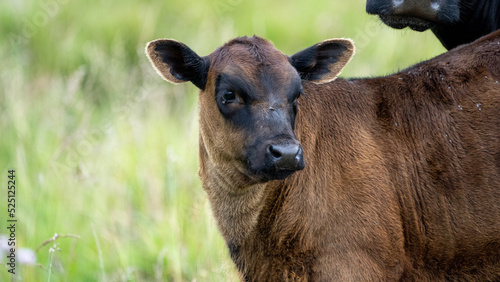 Calf on a farm photo