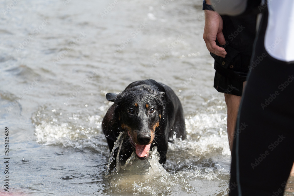 dog playing with water dog playing with water