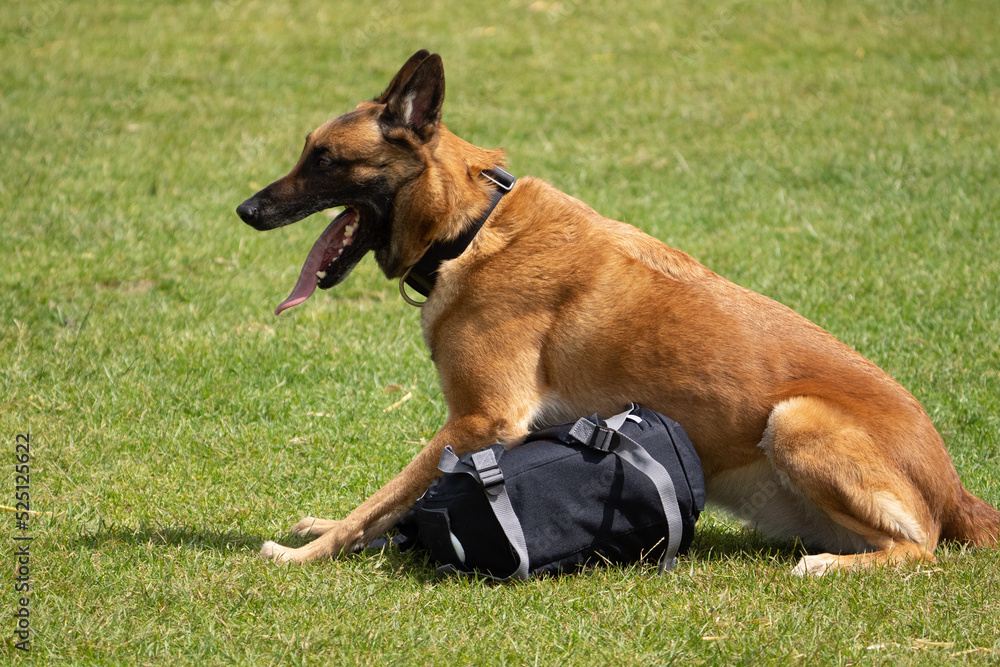 german shepherd dog guarding a bag, guard dog, police dog. Working dog german shepherd dog guarding a bag, guard dog, police dog. Working dog