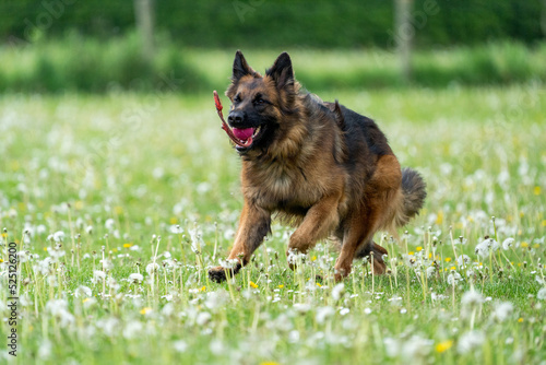 german shepherd portrait. german shepherd dog on the grass playing. King german shepherd