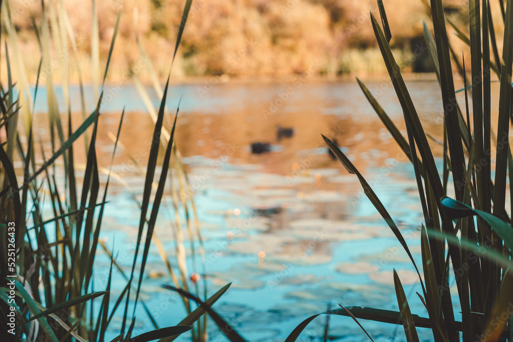 Paisaje de un lago con animales y plantas alrededor Paisaje de un lago con animales y plantas alrededor