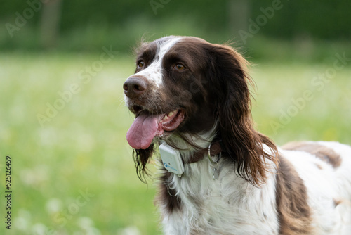 english springer spaniel, cocker spaniel, with a gps tracker. Dog safety.