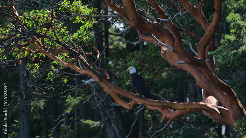 Bald Eagle, Vancouver Island, Canada
