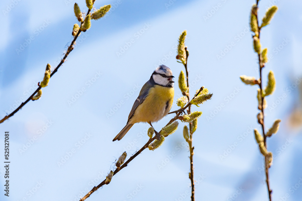 Fototapeta premium Eurasian blue tit - Cyanistes caeruleus - a small colorful bird with a yellow belly and bluish wings, sits on a young tree branch and sings on a sunny summer day.