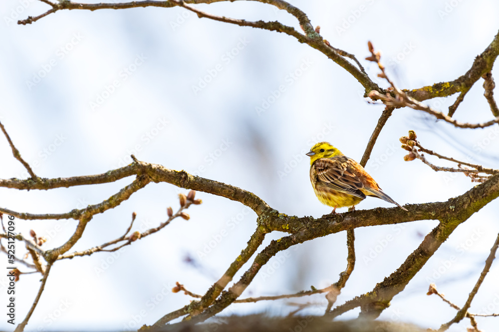 Yellowhammer - Emberiza citrinella - a male little bird with a yellow-orange mating appearance, sitting on a tree branch and looking around, sunny summer day. Yellowhammer - Emberiza citrinella - a male little bird with a yellow-orange mating appearance, sitting on a tree branch and looking around, sunny summer day.