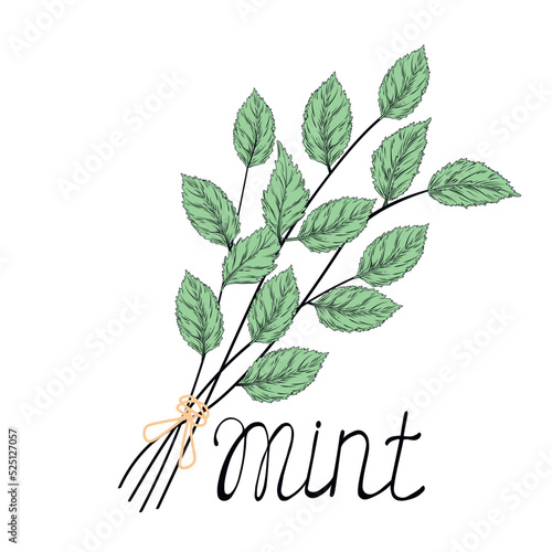 Mint Leaves vector stock illustration. A bunch of grass. Birch branches, nettles, oregano. Isolated on a white background.