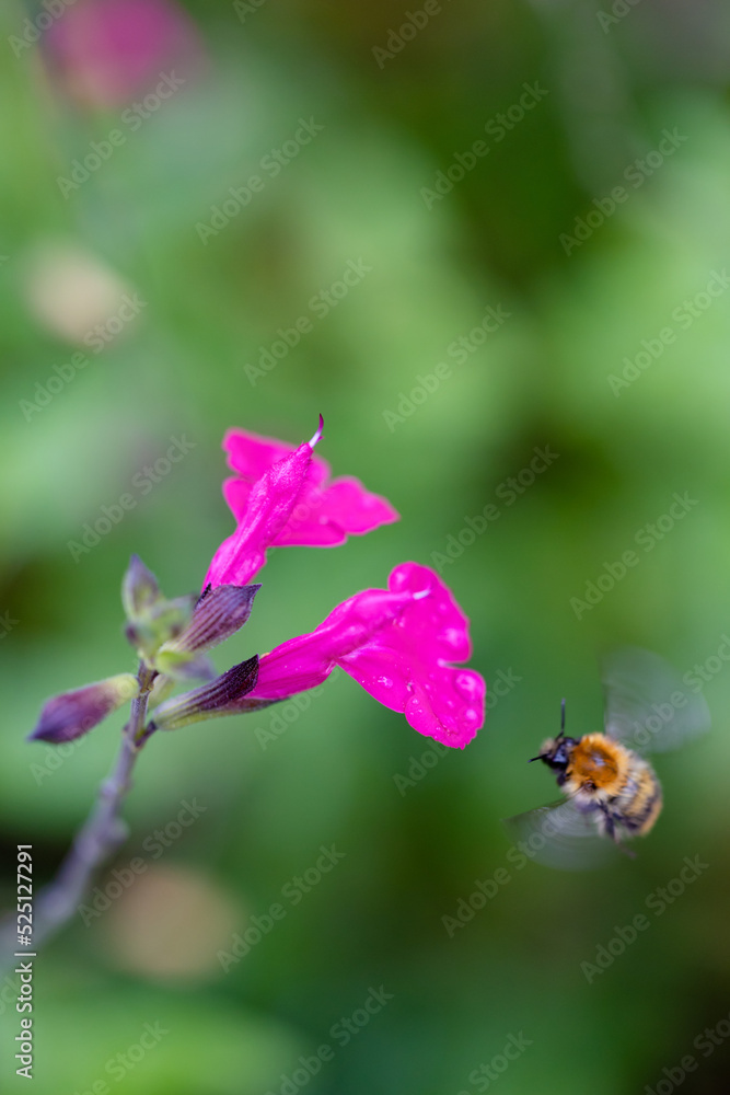 Fototapeta premium Flying bee and flower