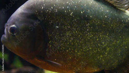 Red-bellied piranha (Pygocentrus nattereri) close-up photo
