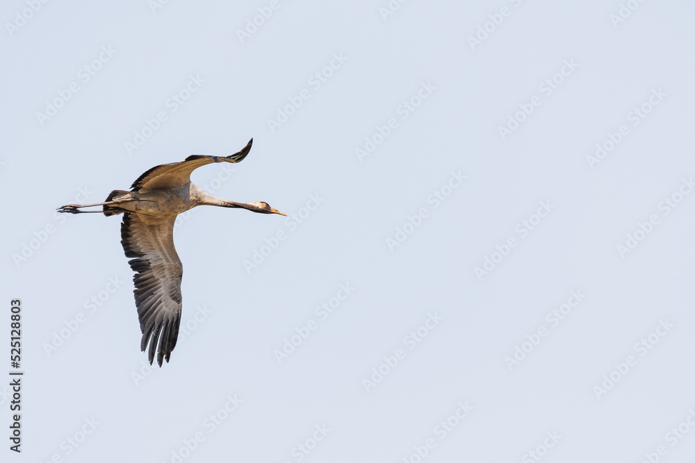 Obraz premium Common crane - Grus grus - a large water bird with gray plumage and a long neck flies in the sky towards the flock, sunny day.