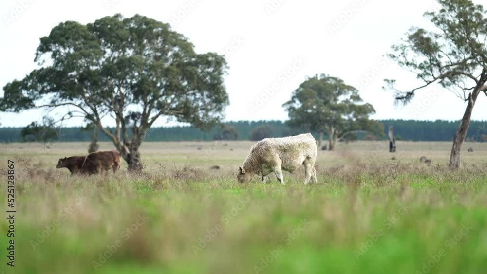 Wagyu, Angus, Speckle park and Murray grey, cows and cattle grazing on lush grass fed, pasture. Cow in a field
Wagyu, Angus, Speckle park and Murray grey, cows and cattle grazing on lush grass fed, pasture. Cow in a field