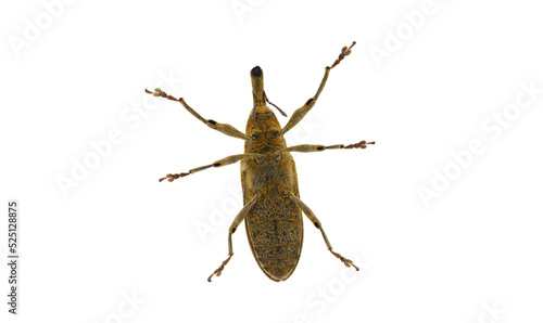 True weevil isolated on white background, Lixus pulverulentus photo