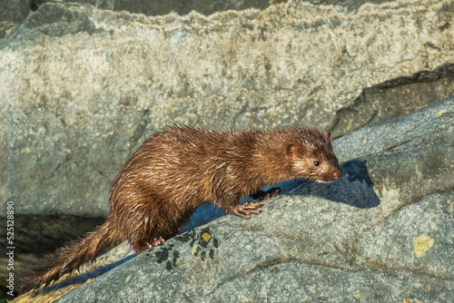 An American Mink (Neogale vison) the rocks of a breakwater beside the public swimming beach at the Pier on Toronto's Centre Island.  Room for text. photo