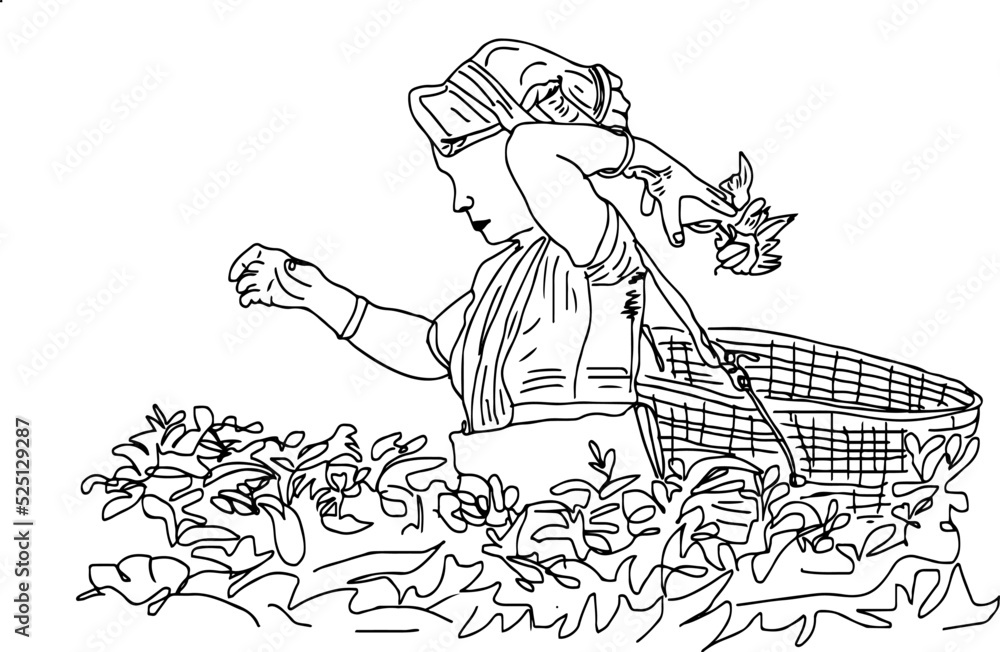 Sketch drawing of Assam woman picking tea leaf in tea garden, tealeaf