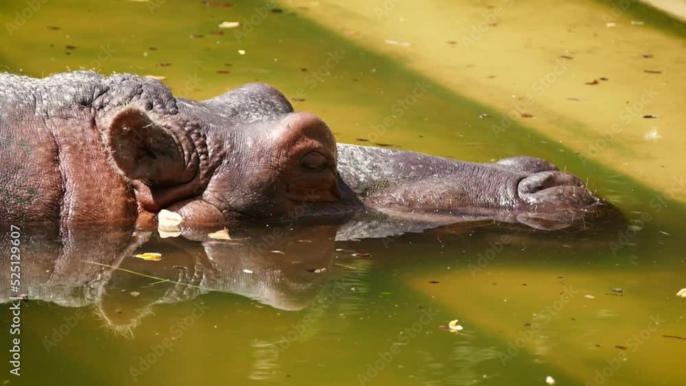 Hippopotamus (Hippopotamus amphibius) resting in a pool in captivity Hippopotamus (Hippopotamus amphibius) resting in a pool in captivity