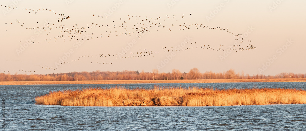 Naklejka premium Greylag goose - Anser anser - a large water bird, a large flock of geese flies in key over the lake and reeds at sunset, they go to rest in the surrounding fields for the night.
