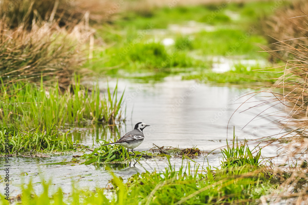 Fototapeta premium White Wagtail - Motacilla Alba - a small bird with a white gray plumage and a black cap on the head, stands at the shore among green vegetation by the water, a sunny summer day.