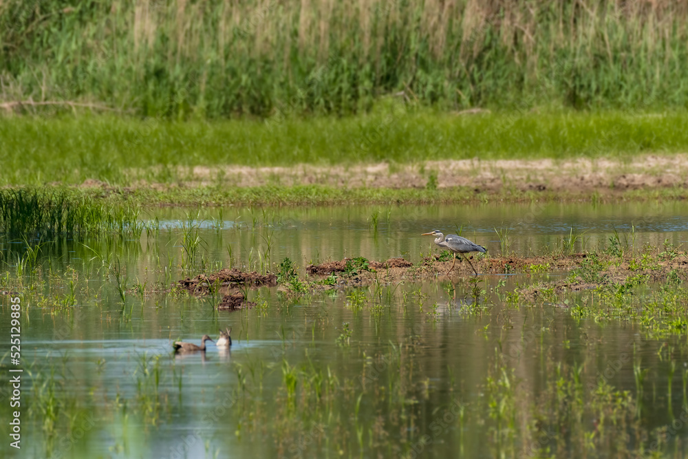 Gray heron (Ardea cinerea) - large water bird with gray plumage. A male walks in the shallow water of a pond amongst aquatic vegetation on a sunny summer day. Gray heron (Ardea cinerea) - large water bird with gray plumage. A male walks in the shallow water of a pond amongst aquatic vegetation on a sunny summer day.