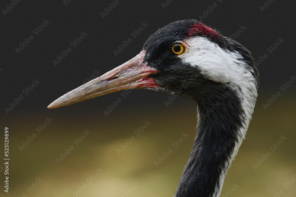 Common crane (Grus grus) large water bird. Portrait of a bird with black and white head plumage with a long beak.
