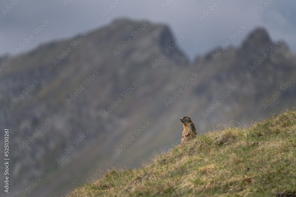 Alpine marmot in Italian Dolomites. Marmot having a rest near the burrow. European wildlife. Alpine marmot in Italian Dolomites. Marmot having a rest near the burrow. European wildlife.