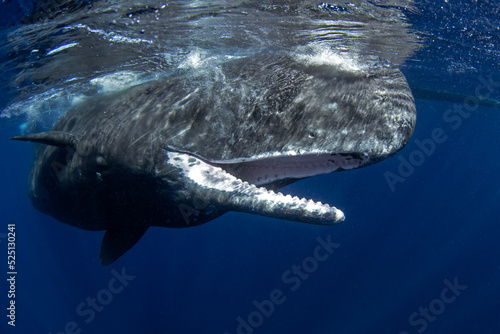 Sperm whale is playing under surface. Playful whale in Indian ocean. Extraordinary marine life. photo