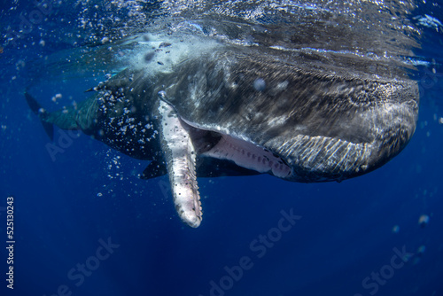 Sperm whale is playing under surface. Playful whale in Indian ocean. Extraordinary marine life. © prochym