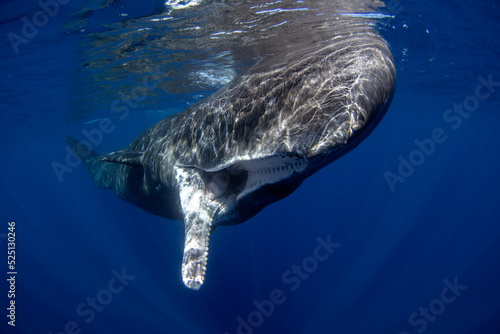 Sperm whale is playing under surface. Playful whale in Indian ocean. Extraordinary marine life.